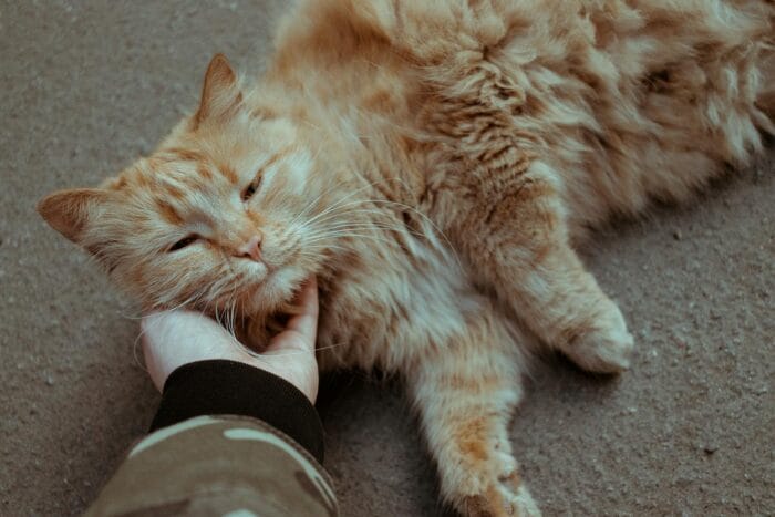 Photo of a Hand Scratching a Cat