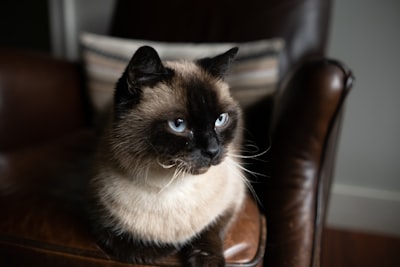 Nubia esperando a su cuidadora de Michinanny para disfrutar de su cuidado de gatos en vacaciones y a domicilio.